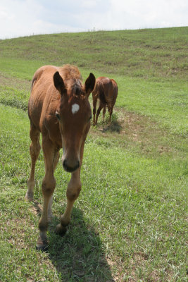 FarmFoal10.jpg