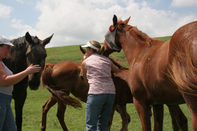 FarmPastureFriends.jpg