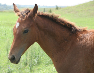 farmFoal2.jpg