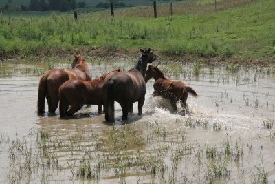 wateringHolewithFoal.jpg