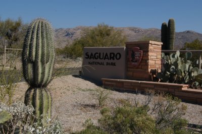 DSC_4498Saguaro.jpg