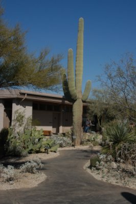DSC_4508Saguaro.jpg