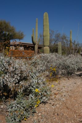 DSC_4510Saguaro.jpg