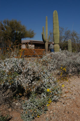 DSC_4511Saguaro.jpg