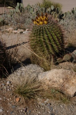 DSC_4519Saguaro.jpg