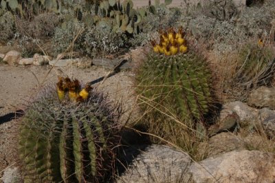 DSC_4521Saguaro.jpg