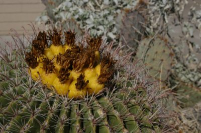 DSC_4522 (is 4501)Saguaro.jpg