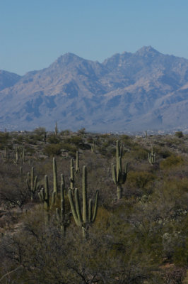 DSC_4524Saguaro.jpg