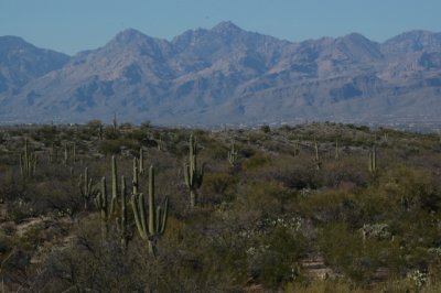 DSC_4525Saguaro.jpg
