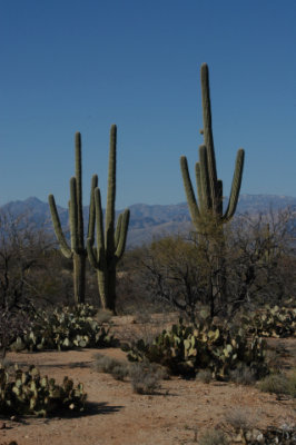 DSC_4527Saguaro.jpg