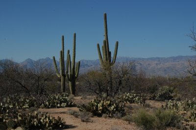 DSC_4528Saguaro.jpg