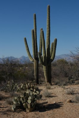 DSC_4530Saguaro.jpg