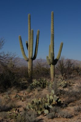 DSC_4536Saguaro.jpg