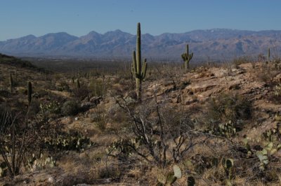 DSC_4542Saguaro.jpg