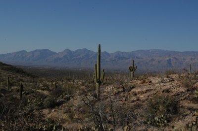 DSC_4543Saguaro.jpg