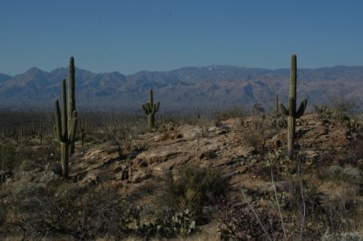 DSC_4546Saguaro.jpg