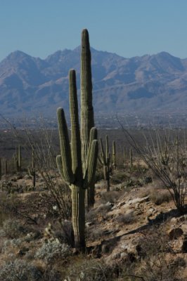 DSC_4549Saguaro.jpg