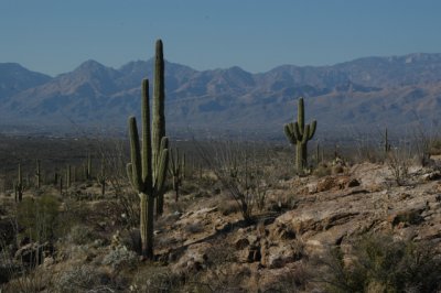 Saguaro National Park, Tucson
