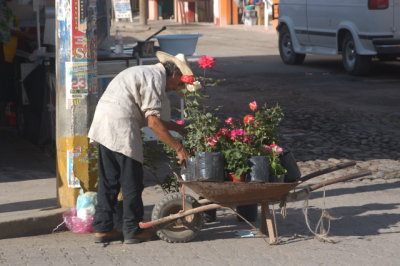 Selling Roses