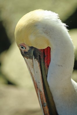 Cabo Pelican