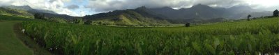 Taro Field