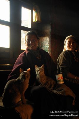 A Warm Welcome with Tea and Cats, Lukla, Nepal
