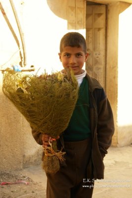 A Bouquet in Palestine, Palestine