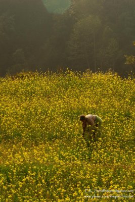 Mustard Fields Outside Katmandu, Nepal