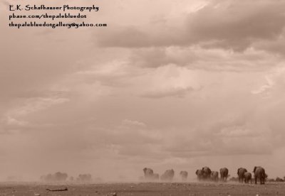 March to the Watering Hole, Etosha Park, Namibia