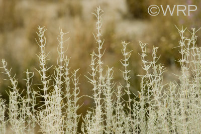 White Sands 6101