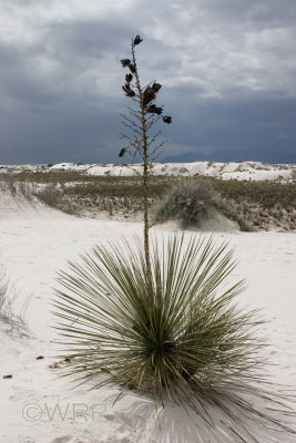 White Sands 7559