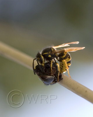 Hungry Wasp