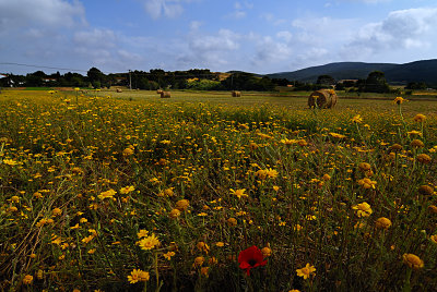 baratti_II.jpg