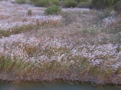 Yellow River Delta