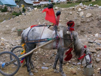 Horse cart at Base Camp of the Everest
