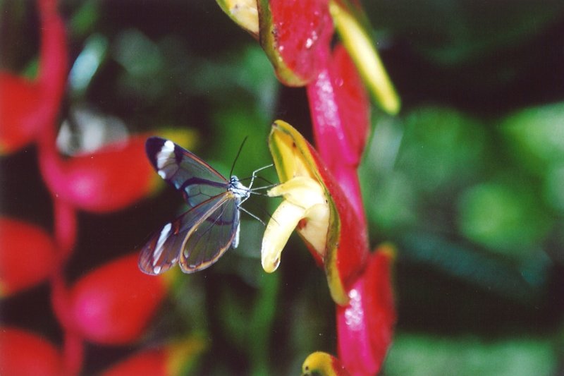 Mariposa