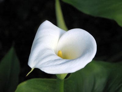 Cala Lily