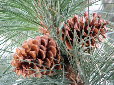 Pine cones
