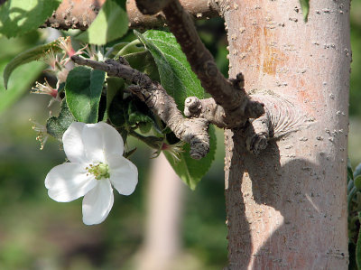 Pear tree