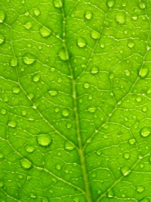 Salal leaf