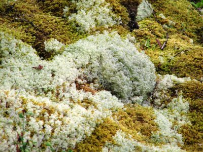 Lichen/Moss