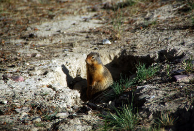 Ground squirrel