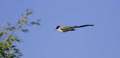 tijereta181006_1.jpg