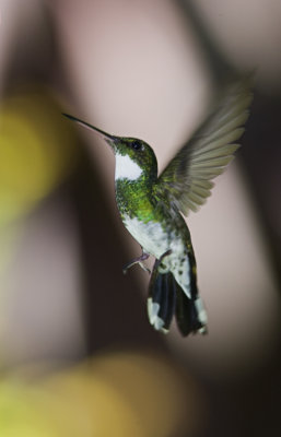 colibri161206_16.jpg