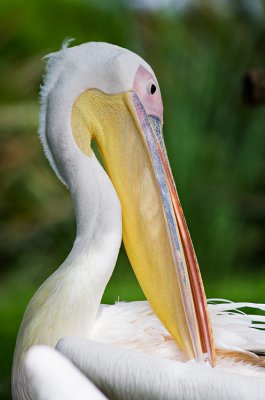 pelicano240107.jpg