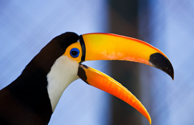 tucan240307.jpg