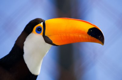 tucan240307_1.jpg