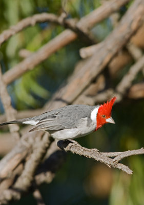 cardenal190507.jpg