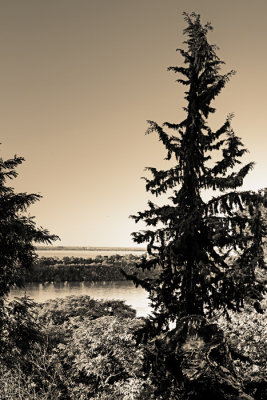 arbol copy.jpg