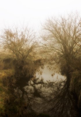 niebla090607_2-copy.jpg
